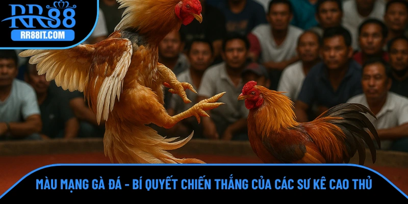 Màu Mạng Gà Đá - Bí Quyết Chiến Thắng Của Các Sư Kê Cao Thủ